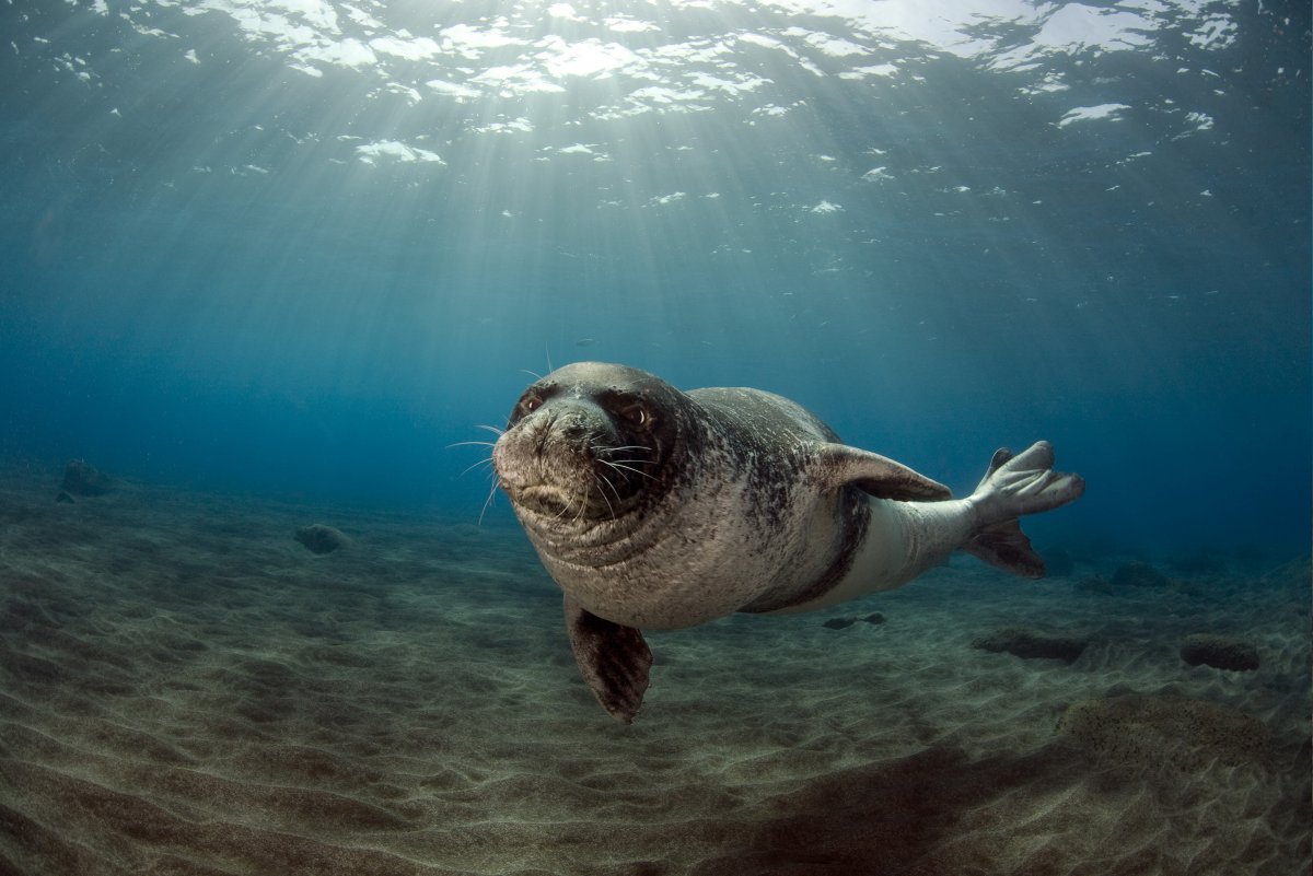 Средиземноморский тюлень-монах