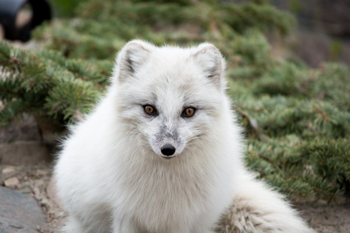 Арктический песец