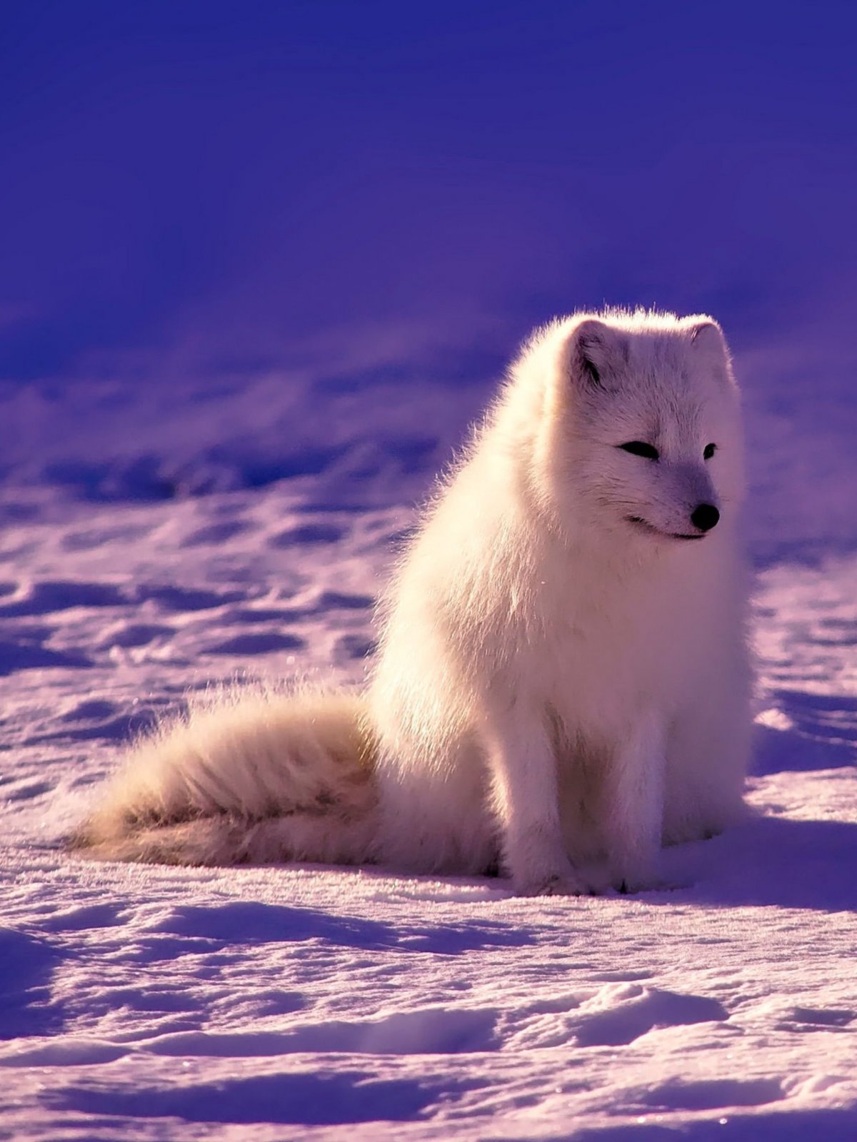 Песец в Арктике