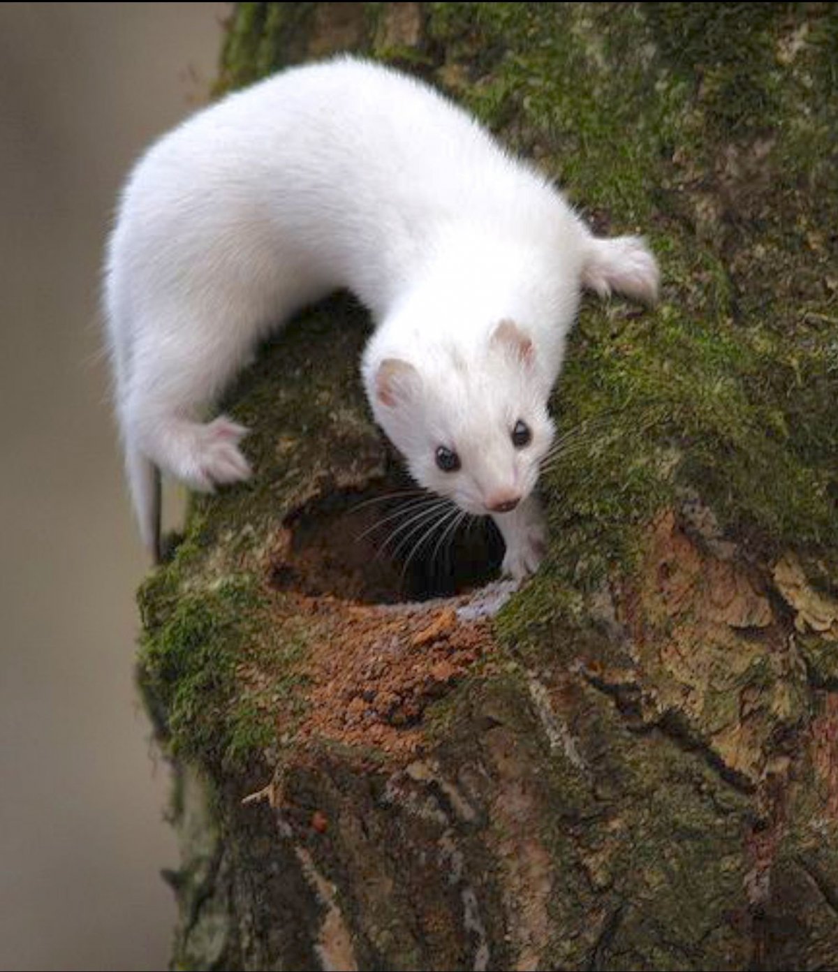 Куница и ласка