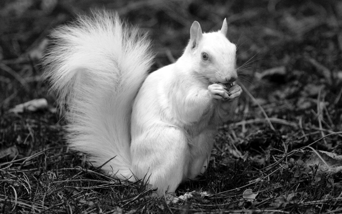 Звери альбиносы