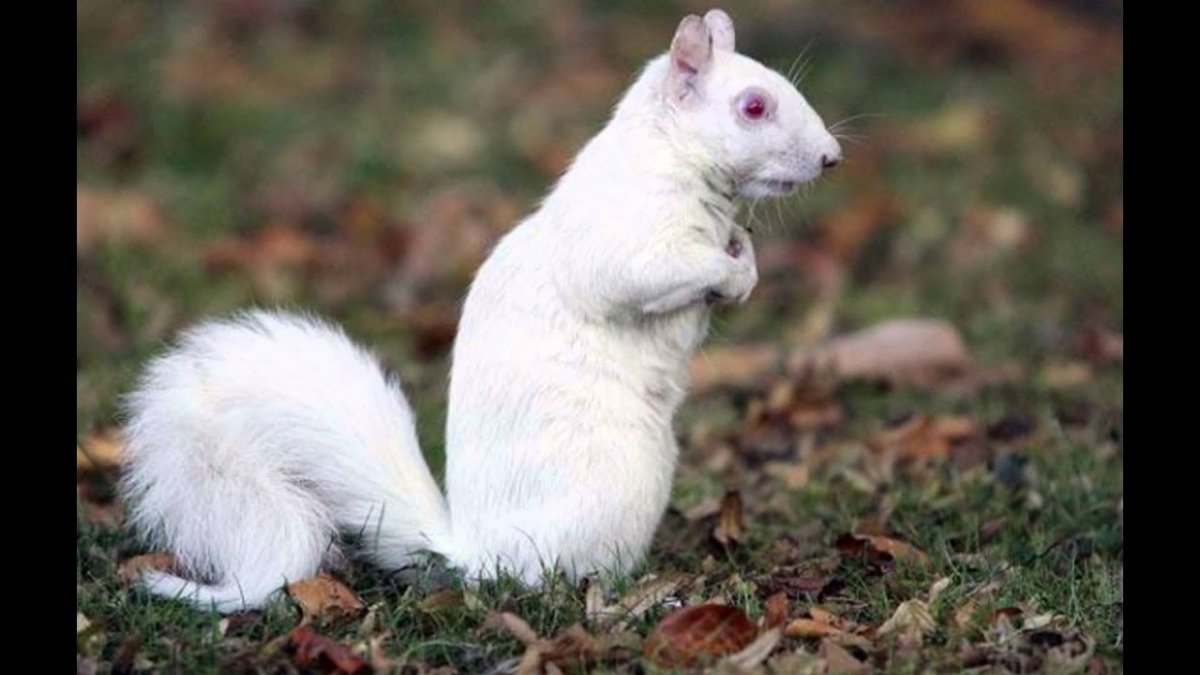 Белка альбинос