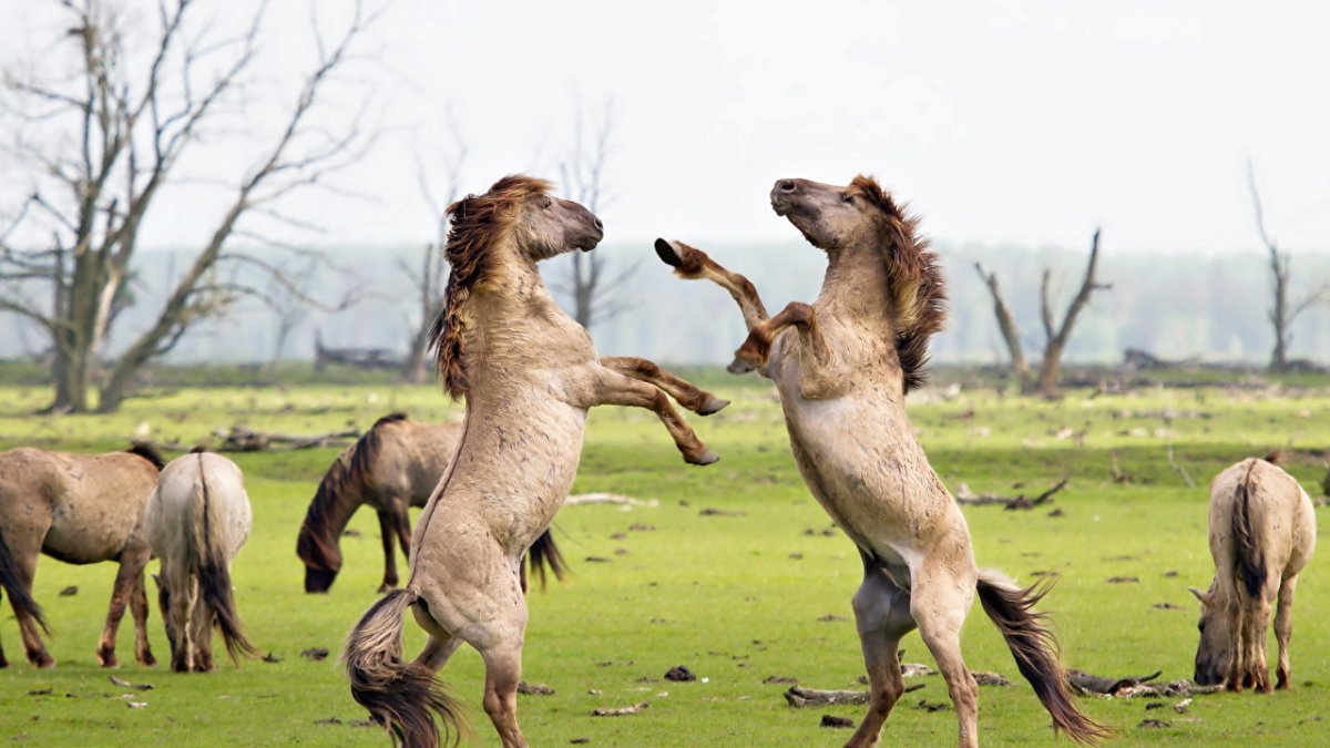 Конкуренция животных в природе