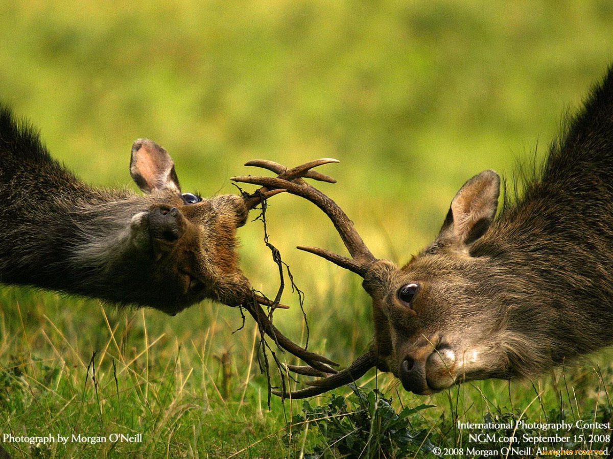 Конкуренция в биологии