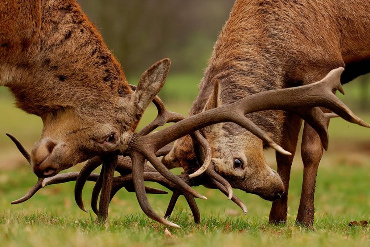 Конкуренция оленей
