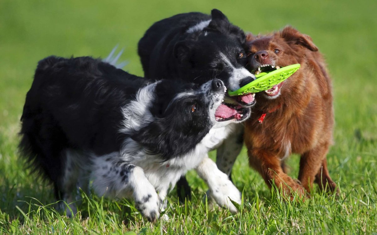 Лиса чернобурка