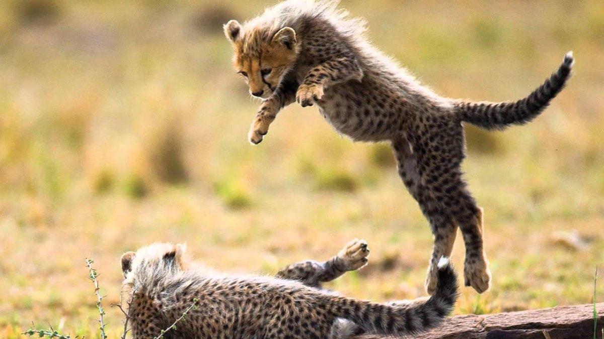 Драка Львов