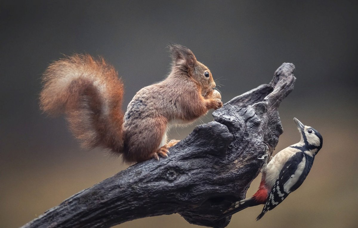 Бурый vs Гризли