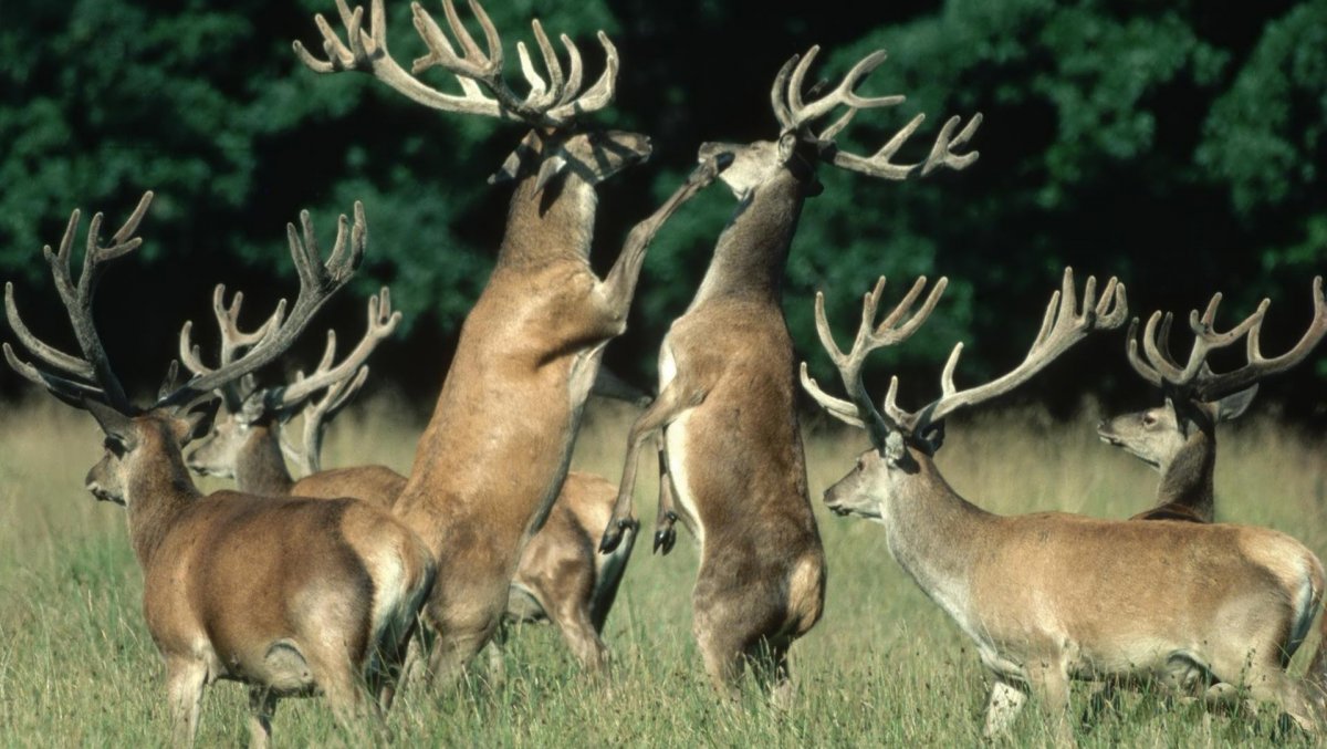 Благородный олень бой