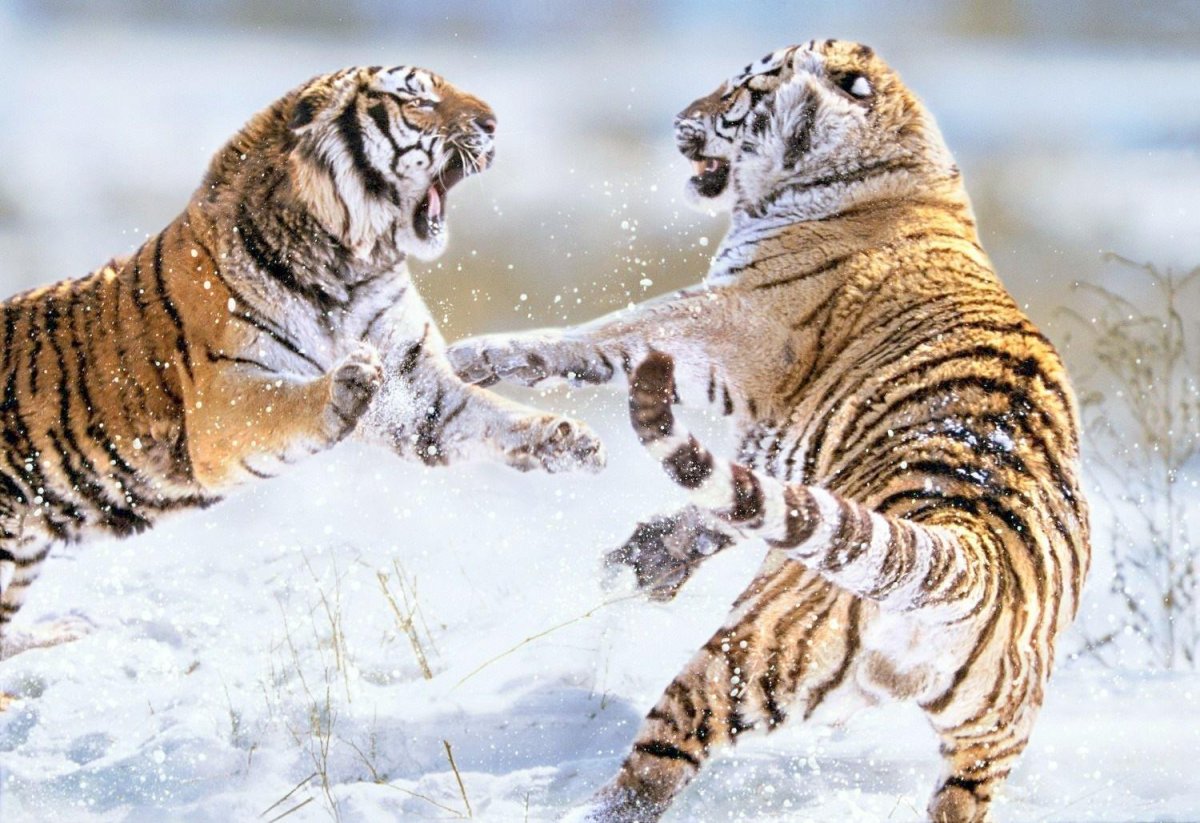 Волки и медведи