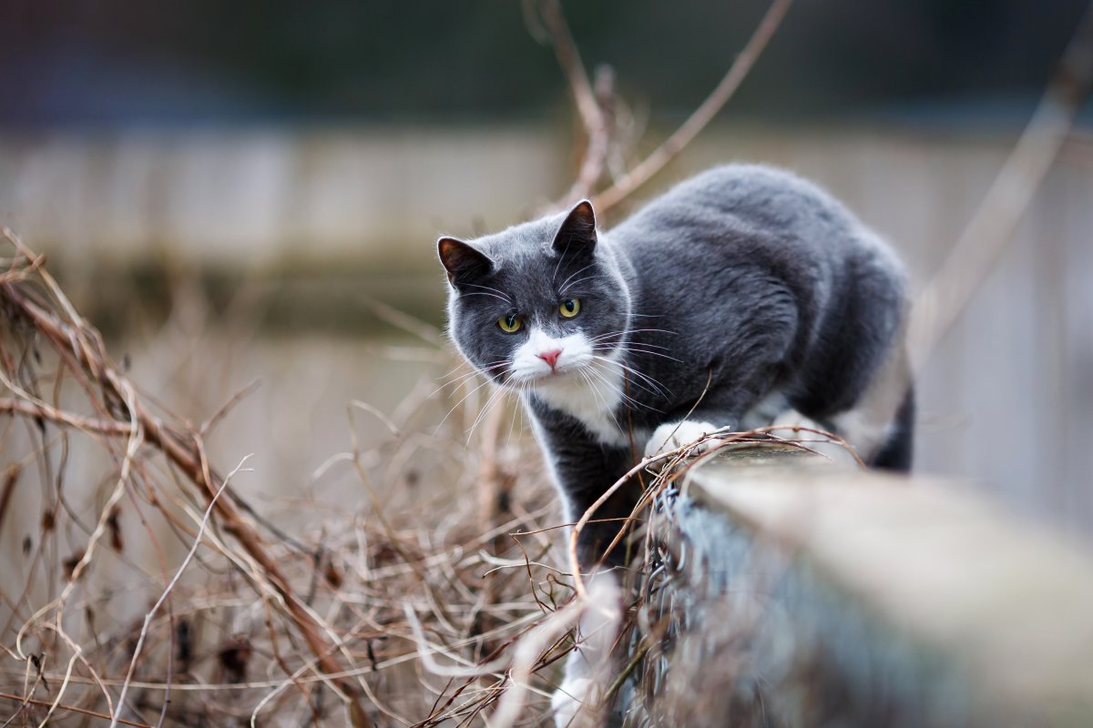Серо белая кошечка