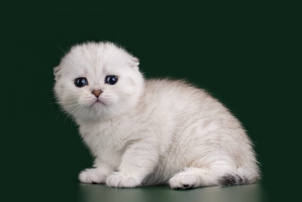 Шотландская вислоухая белая