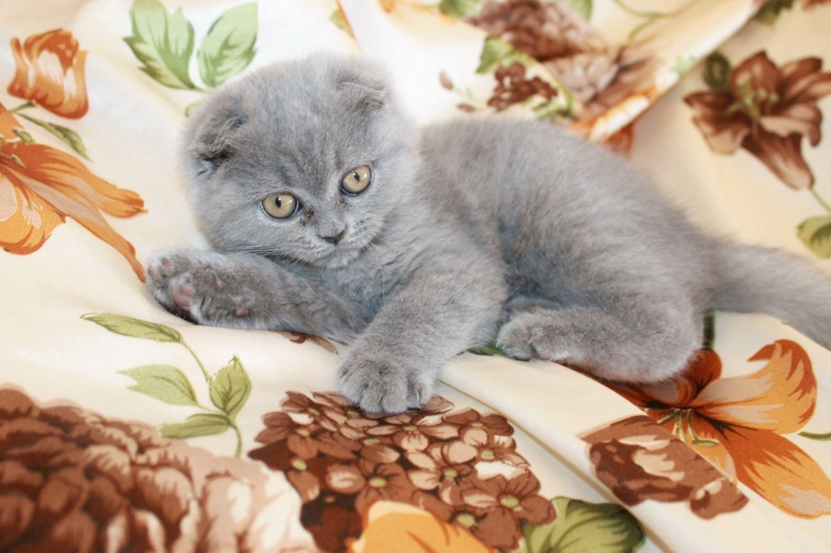 Шотландская вислоухая шиншилла