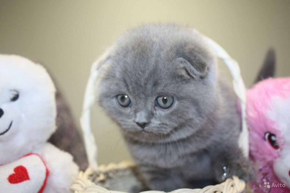 Шотландская вислоухая кошка