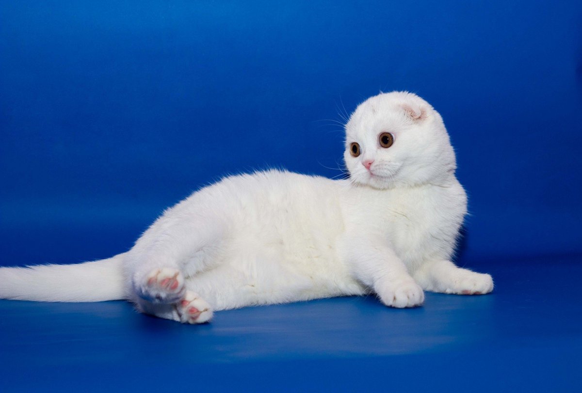 Скоттиш фолд