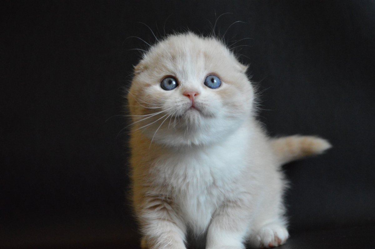 Шотландский вислоухий кот Самара