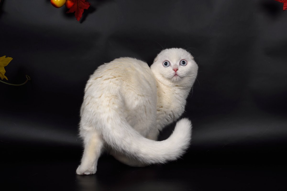 Скоттиш-фолд Шотландская вислоухая кошка белый