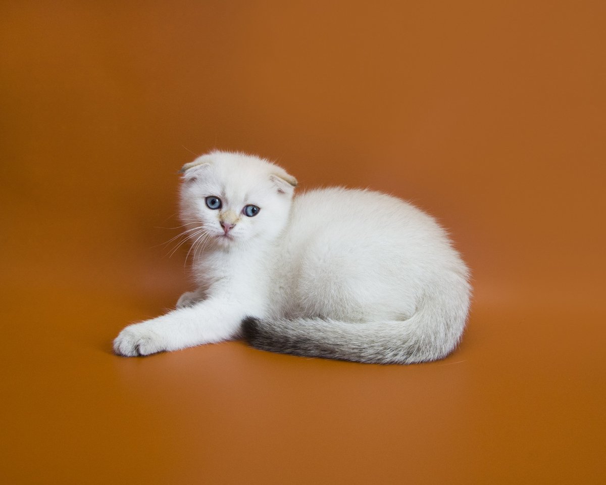 Шотландская вислоухая кошка
