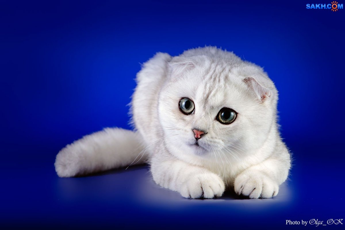 Белые Шотландские котята