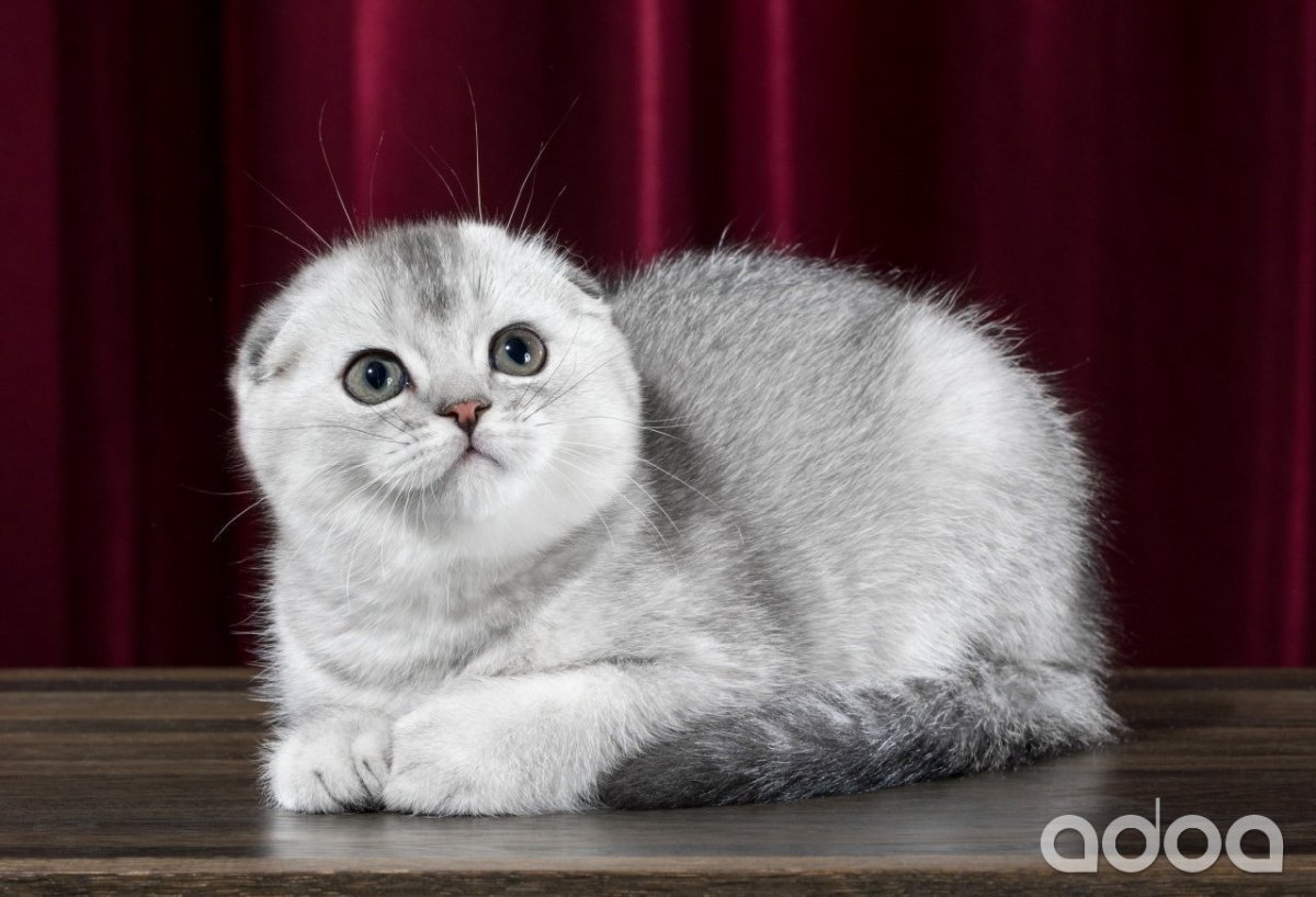 Скоттиш-фолд Шотландская