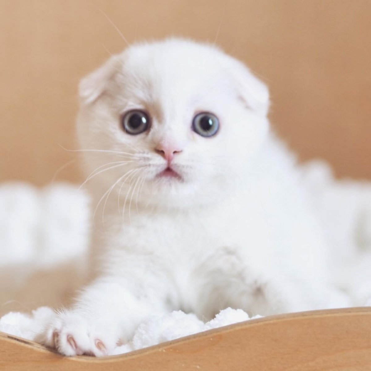 Шотландская вислоухая кошка