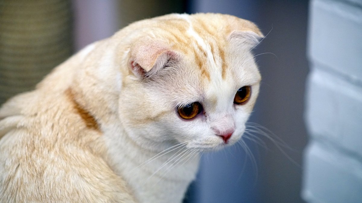 Скоттиш фолд котята бело серые