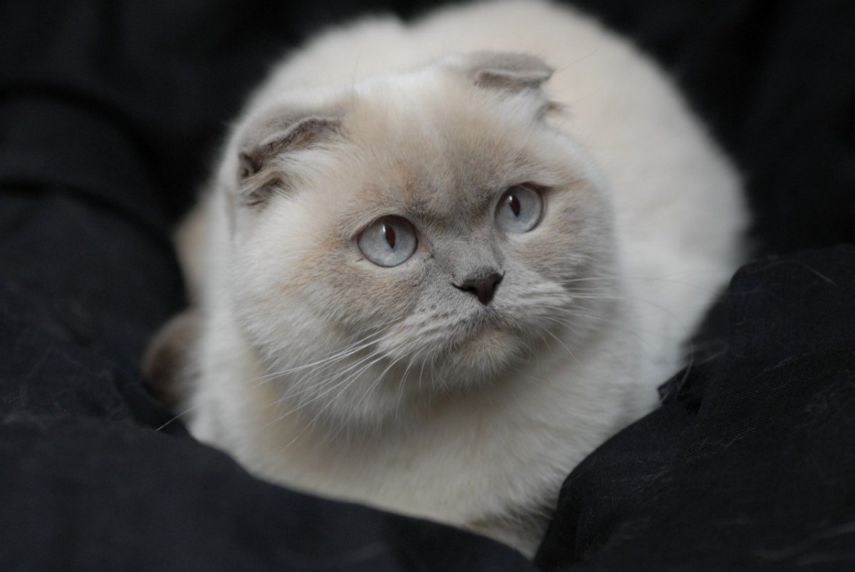 Скоттиш фолд полукровка