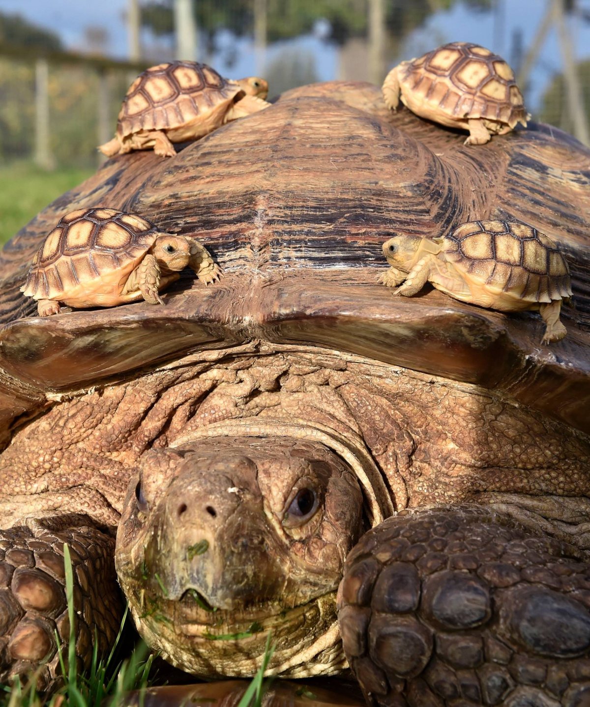 Среднеазиатская черепаха