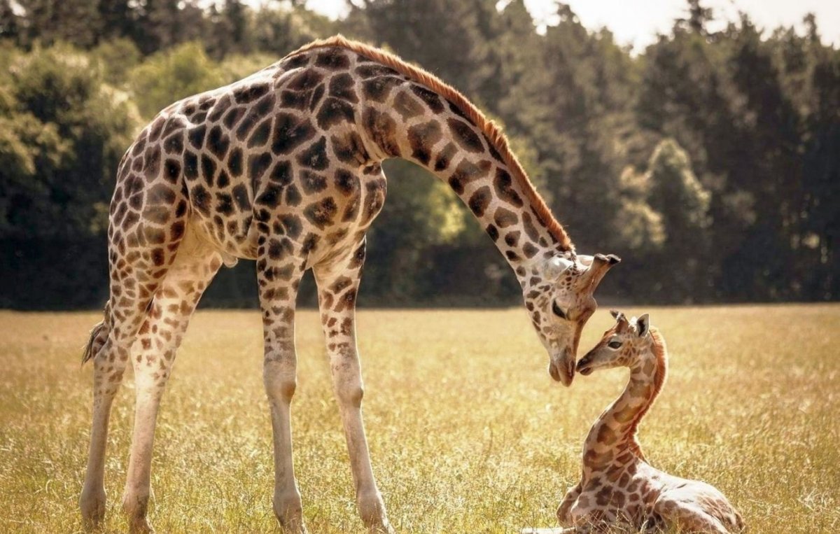 Черепаха ползет