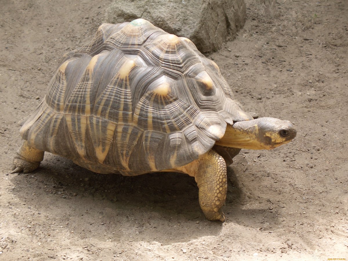 Черепаха Никольского Средиземноморская черепаха
