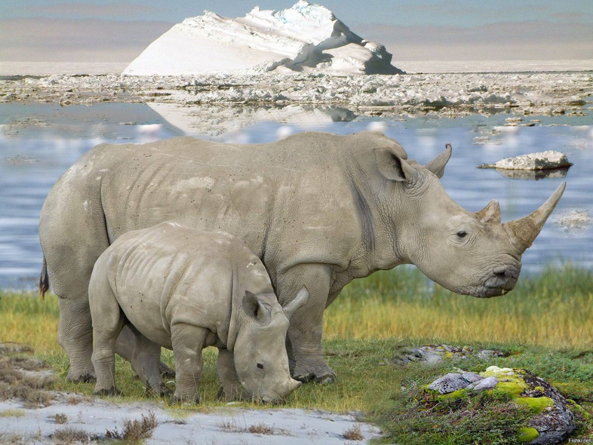 Носорог с крыльями