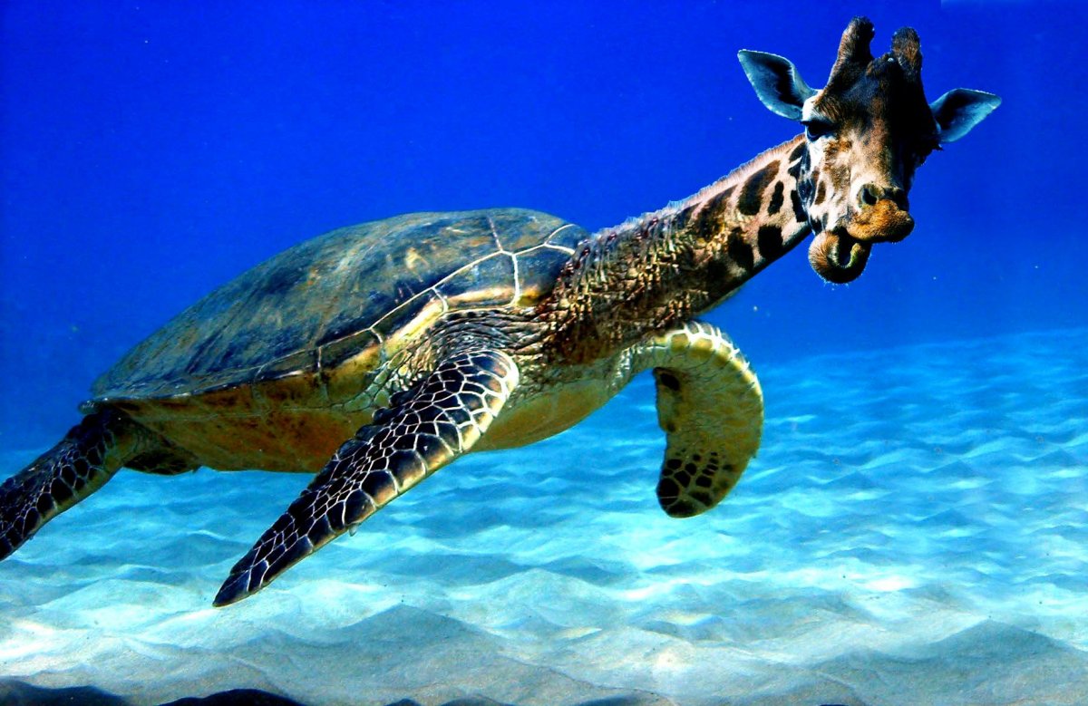 Северный белый носорог вымер