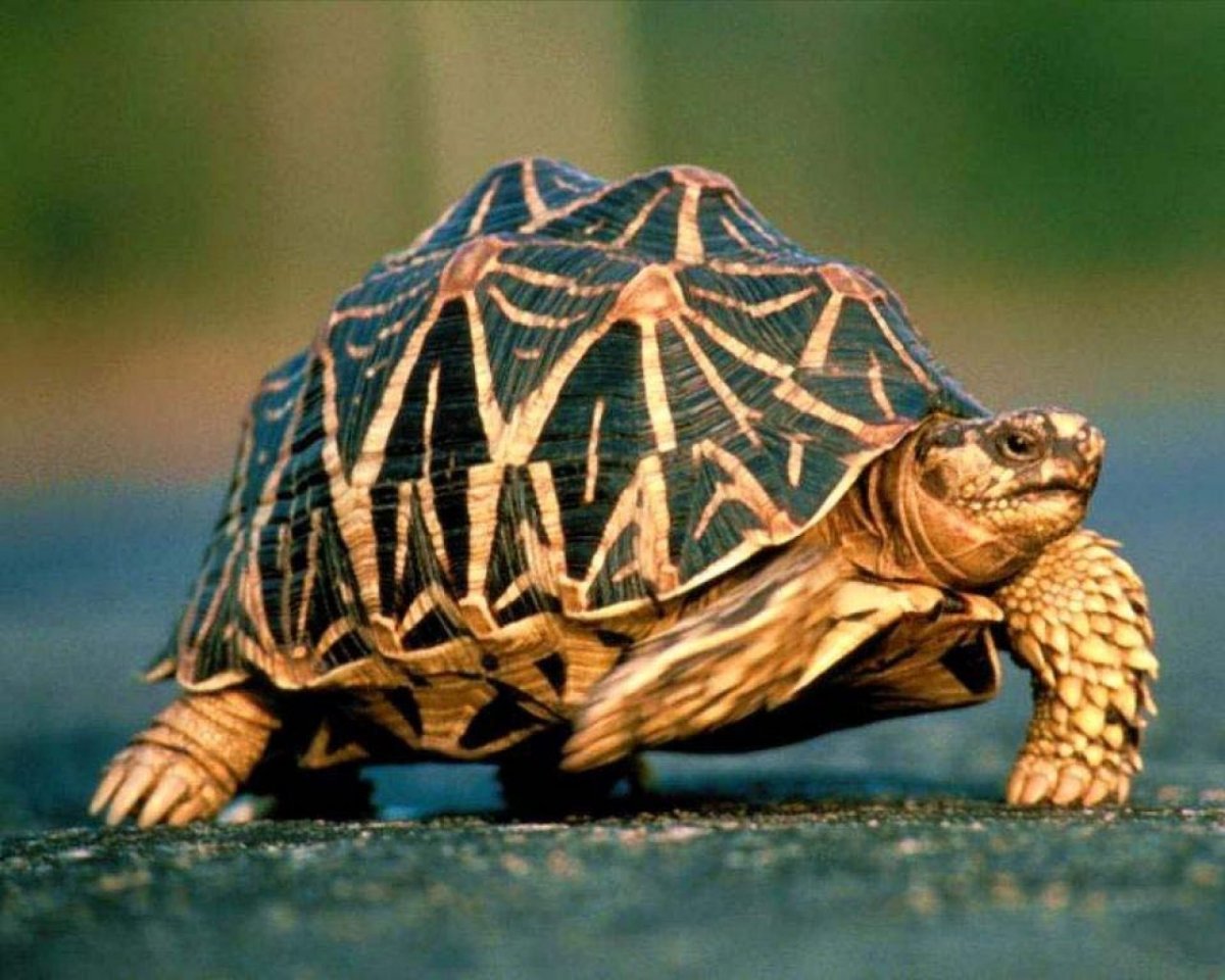 Силехомред черепаха