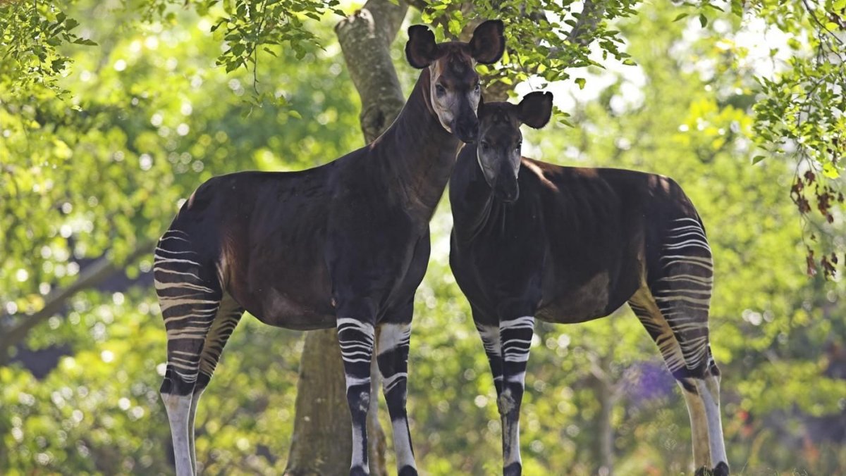 Окапи в Африке