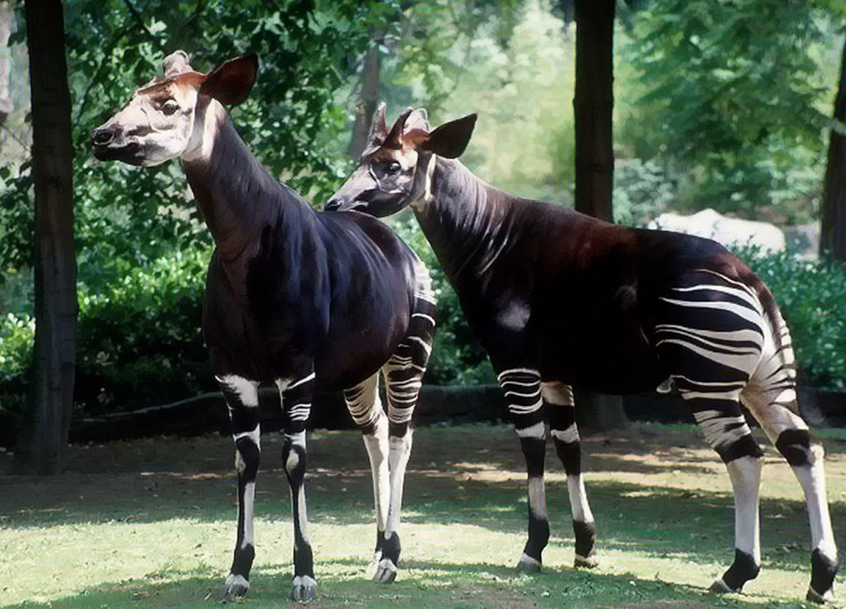 Окапи эндемик