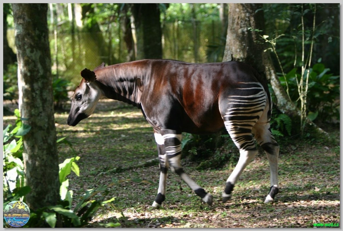 Вымирающие животные окапи