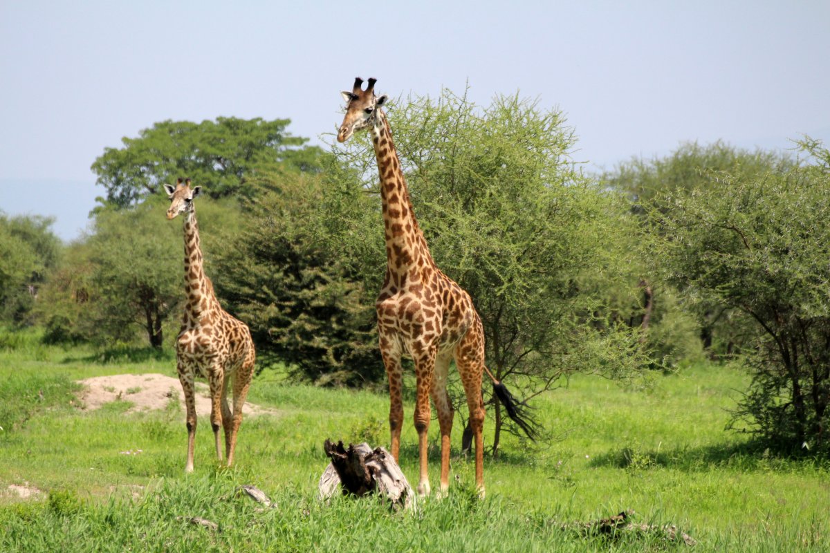 Родезийский Жираф
