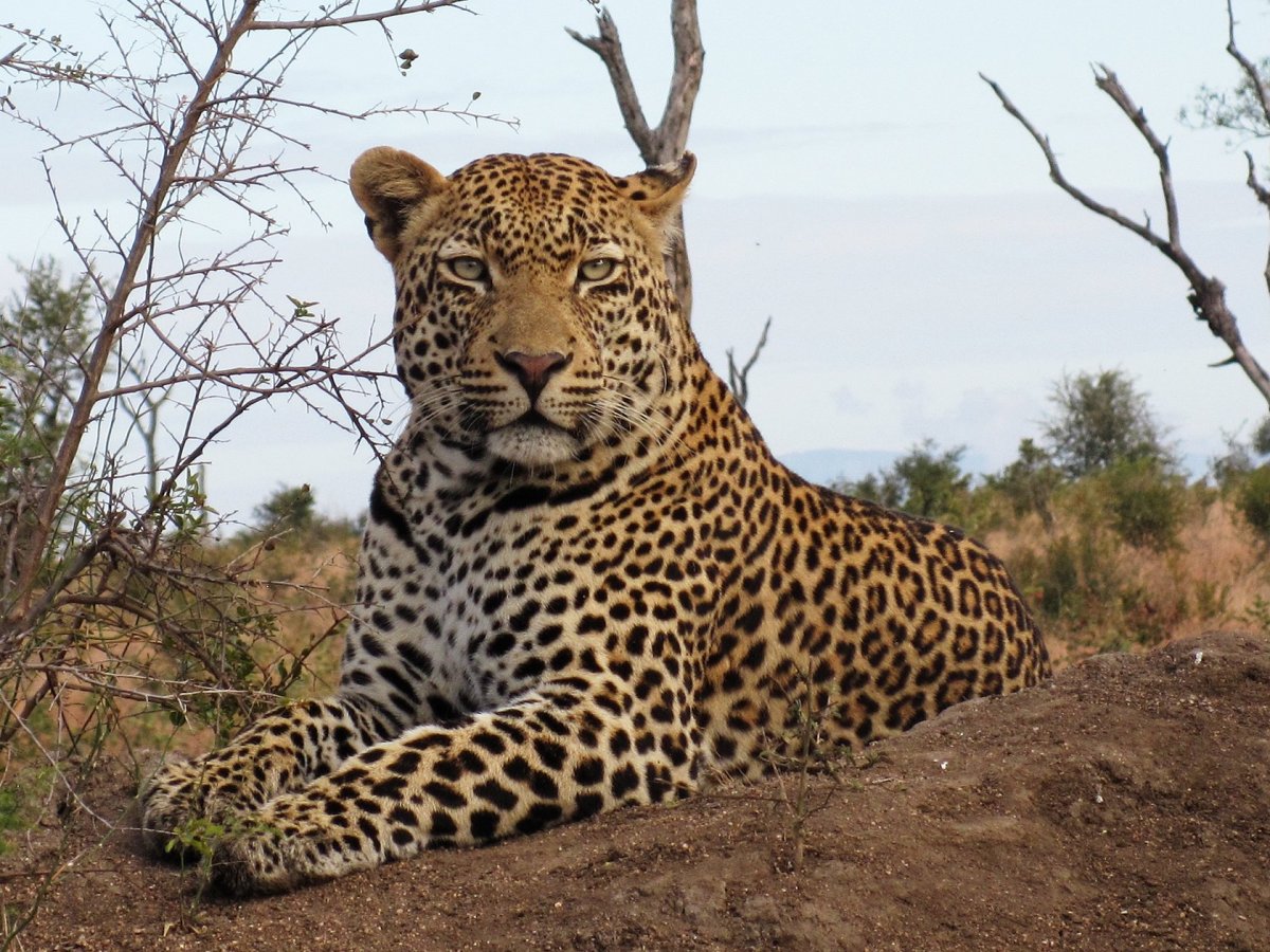 Леопард в саванне