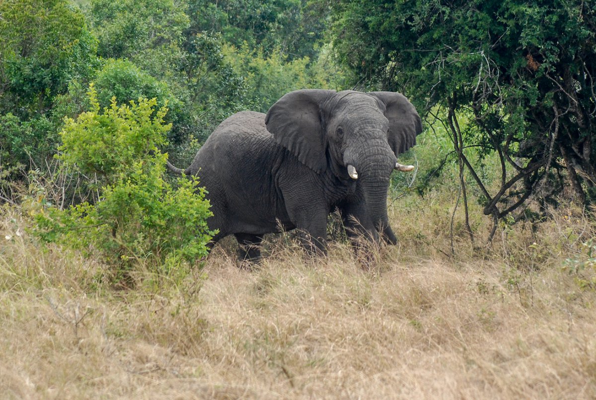 Демократическая Республика Конго животный мир