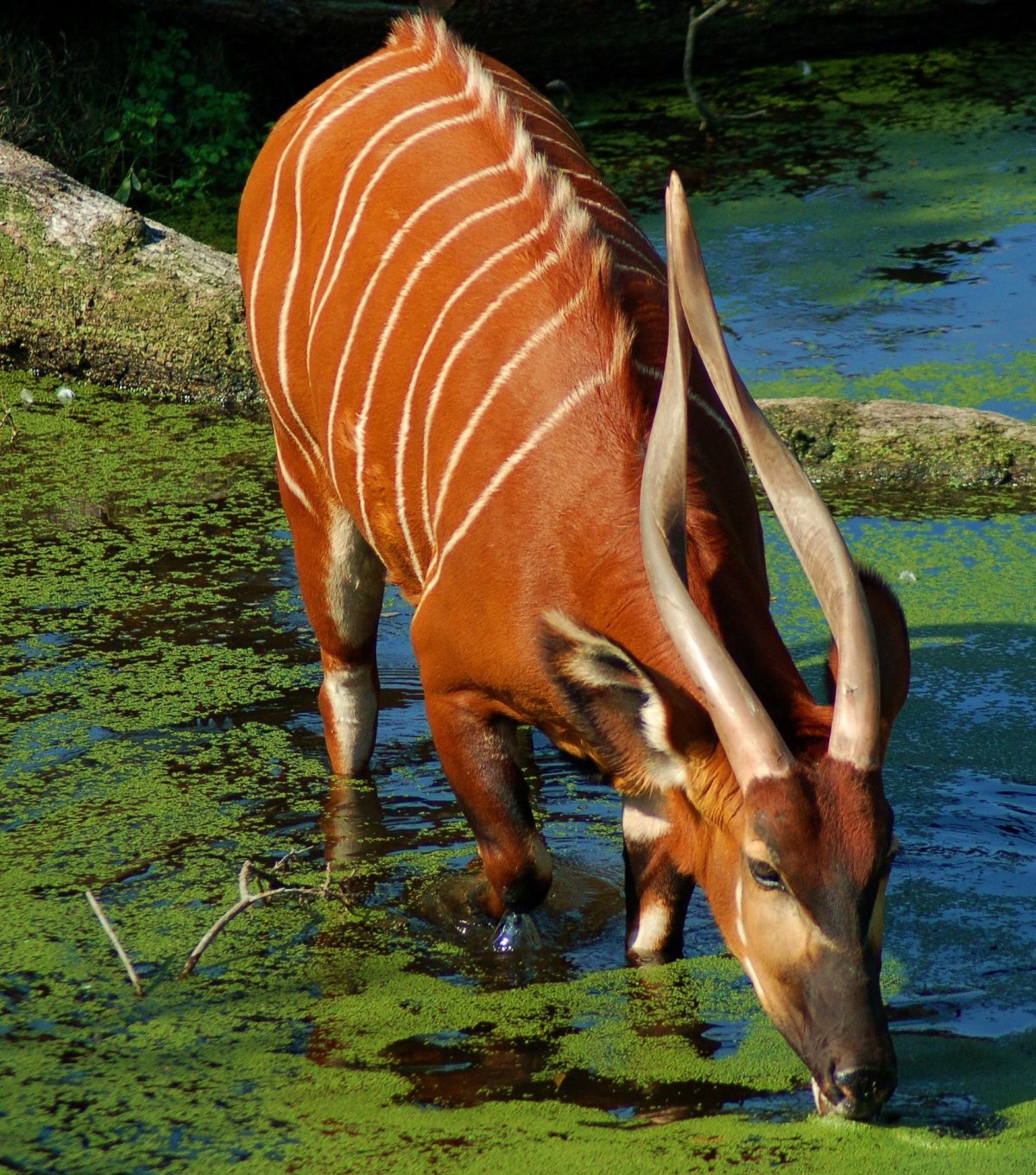 Антилопа Бонго
