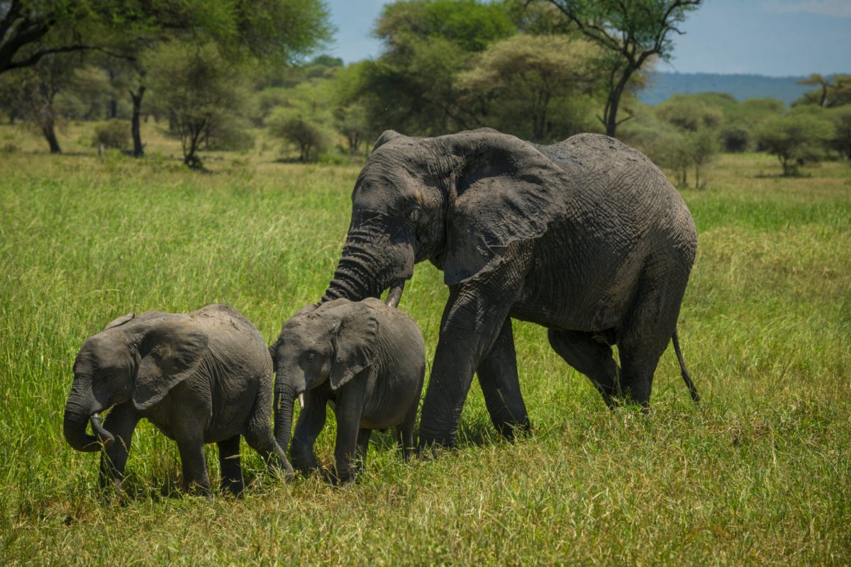 Фауна Республики Конго
