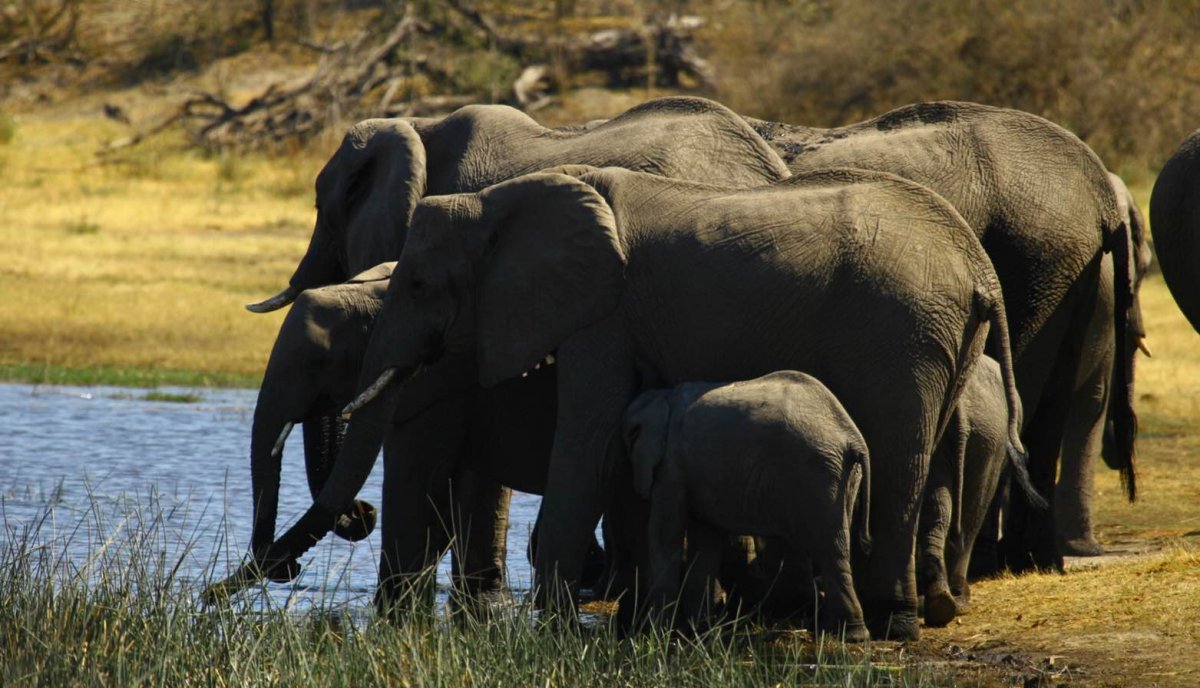 Национальный парк Хванге Зимбабве гостиница