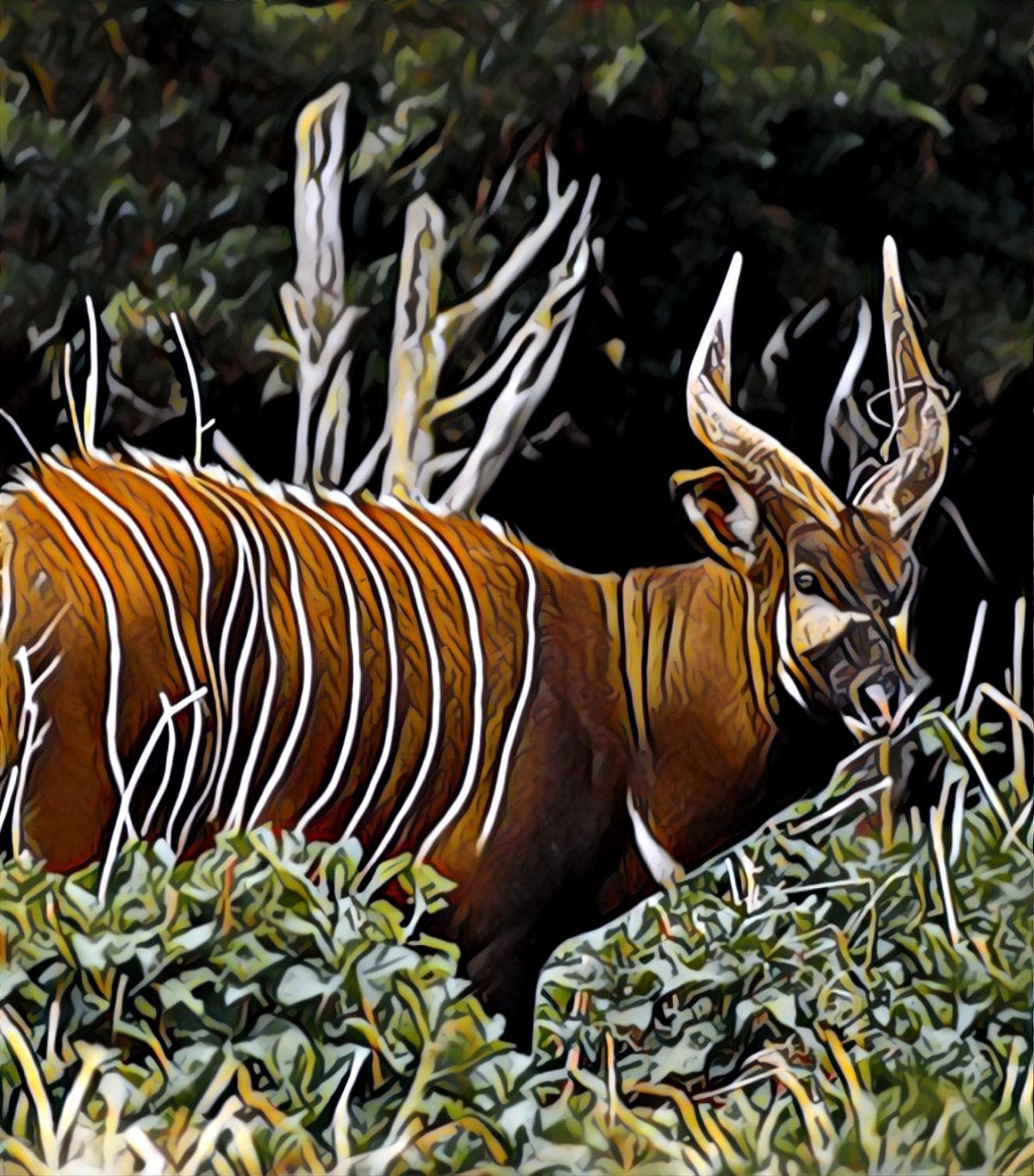 Животные Конго