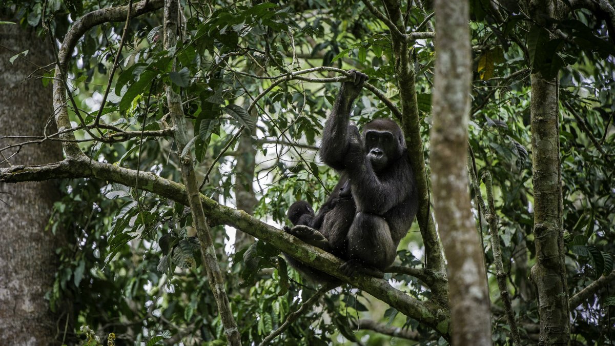 Конго Одзала