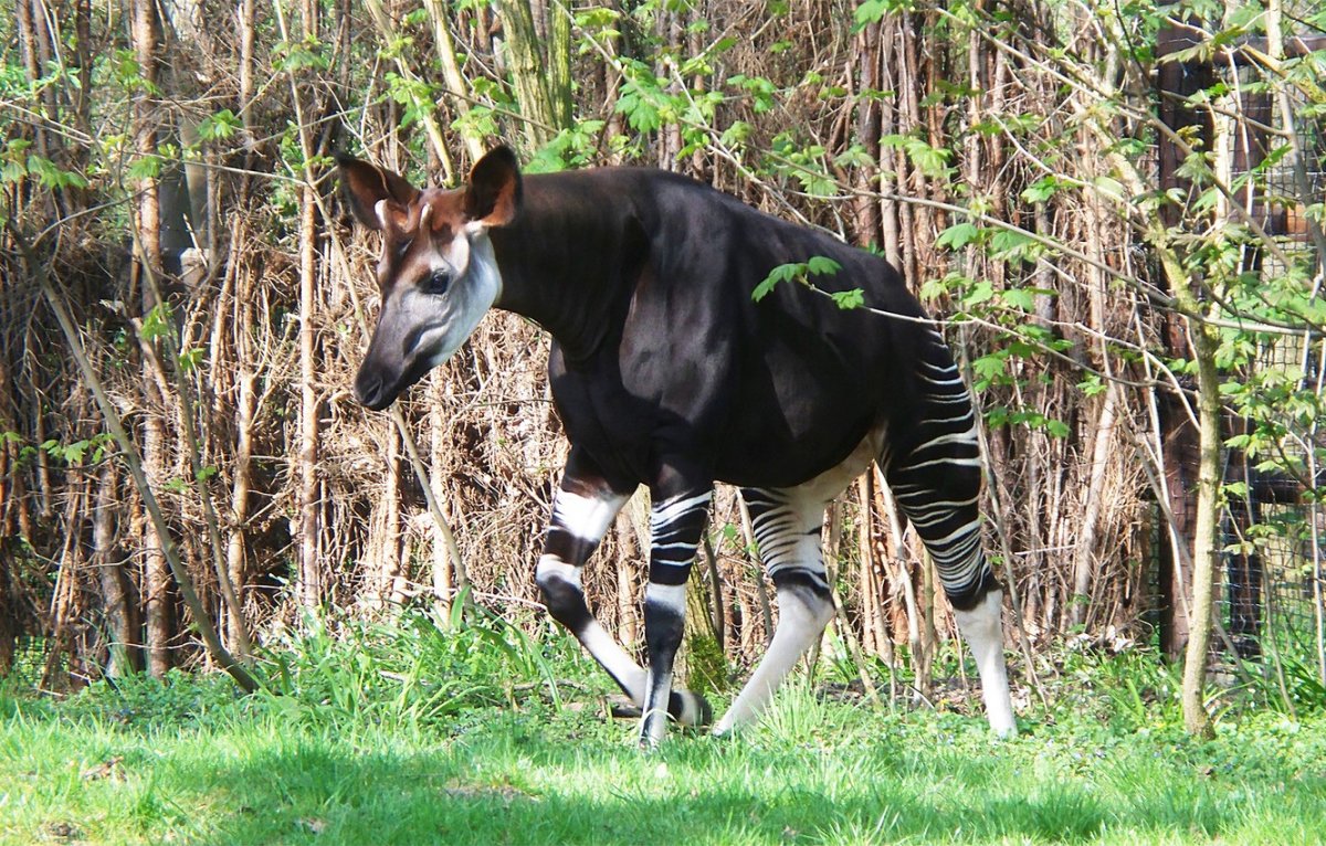 Резерват окапи