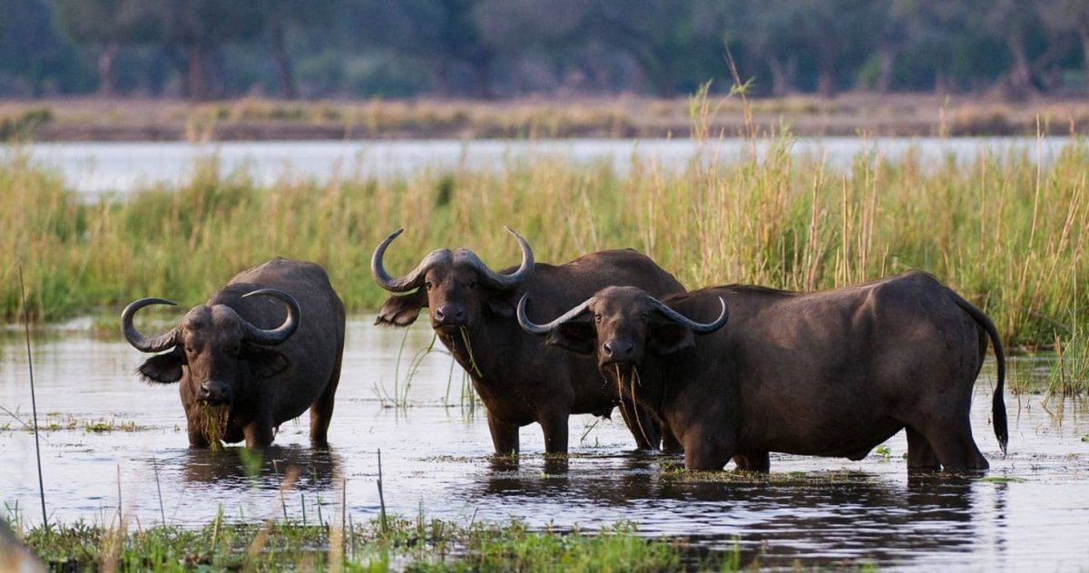 Каванго Замбези заповедник