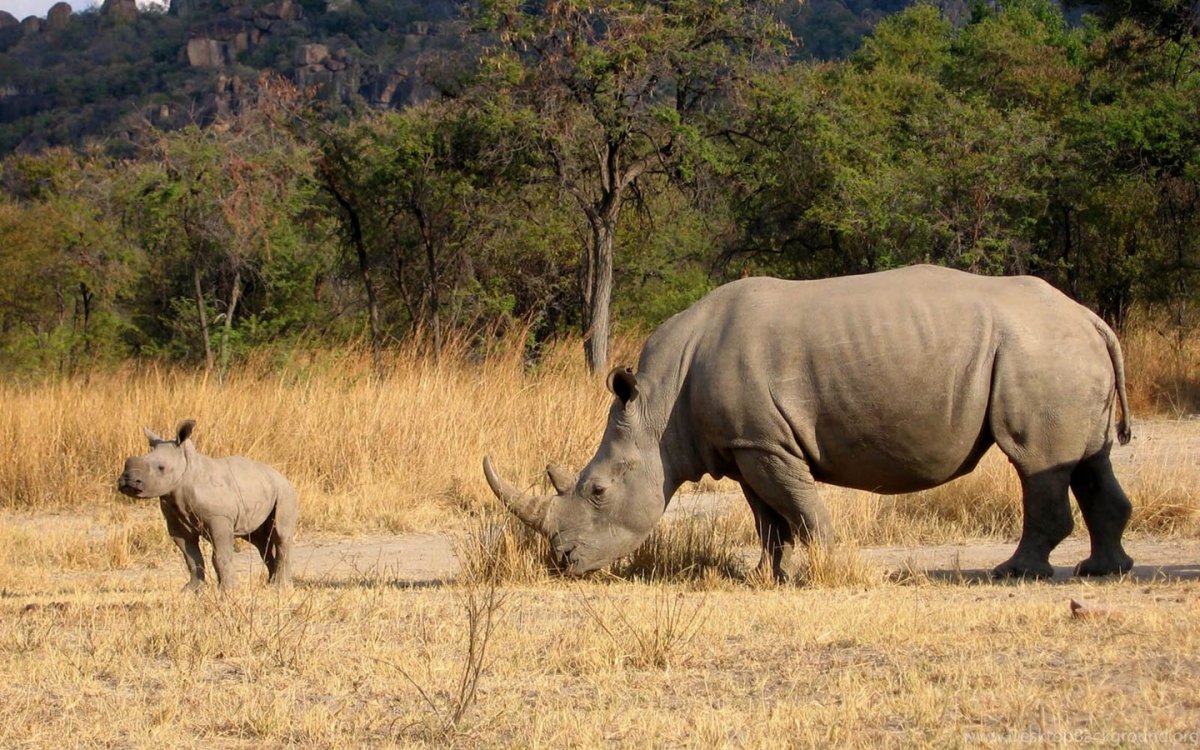 Национальные парки Гарамба