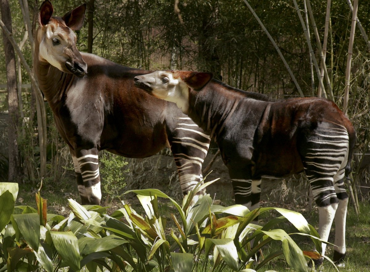 Окапи в Африке