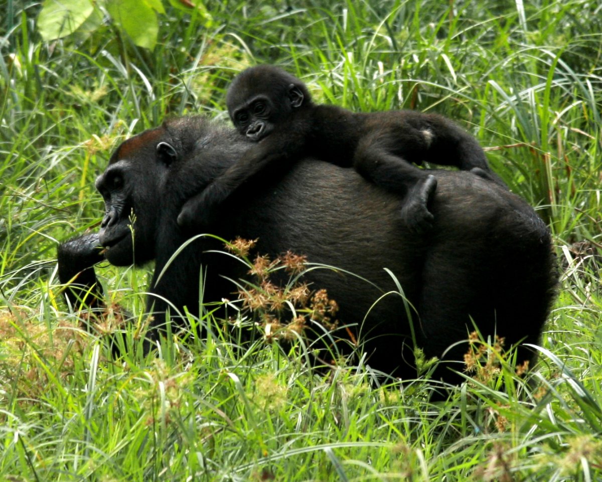 Животные в центральной африканской Республики