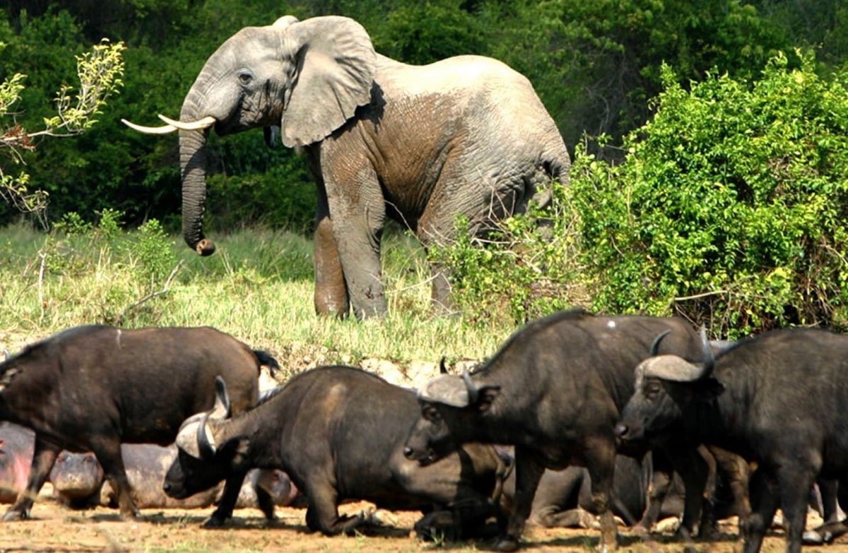 Республика Конго животные